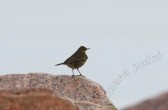 anthus_petrosus_c.jpg